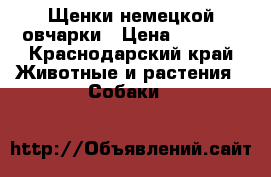 Щенки немецкой овчарки › Цена ­ 8 000 - Краснодарский край Животные и растения » Собаки   